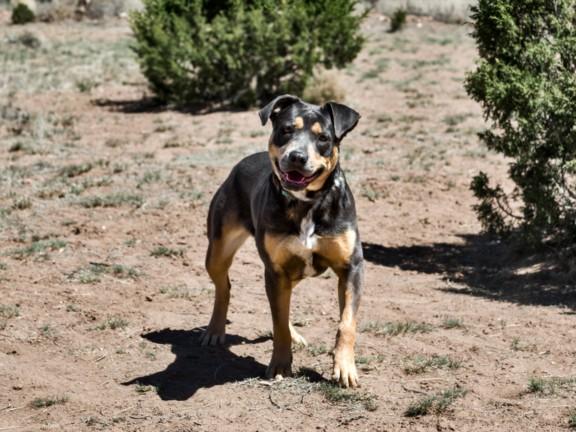 CARTIE, Adoptable, Young Female Mixed Breed.