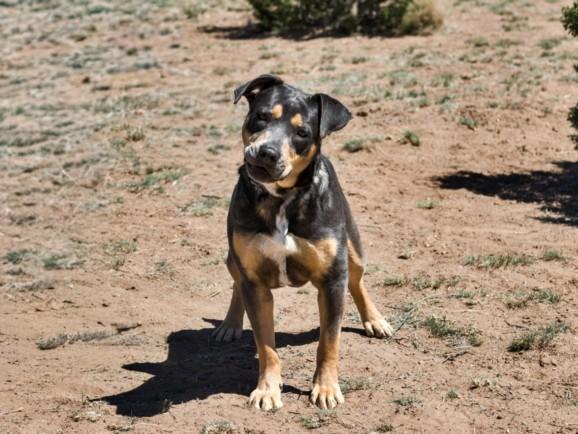 CARTIE, Adoptable, Young Female Mixed Breed.