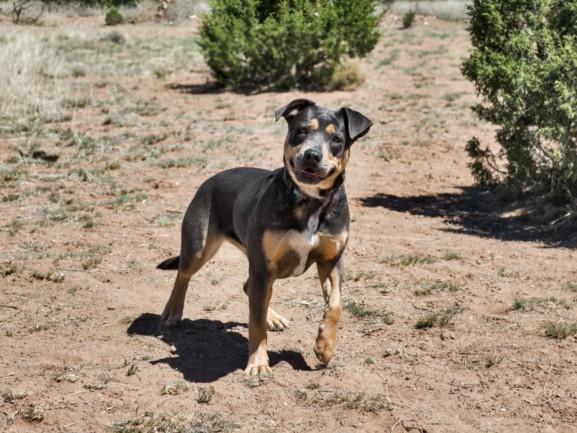 CARTIE, Adoptable, Young Female Mixed Breed.