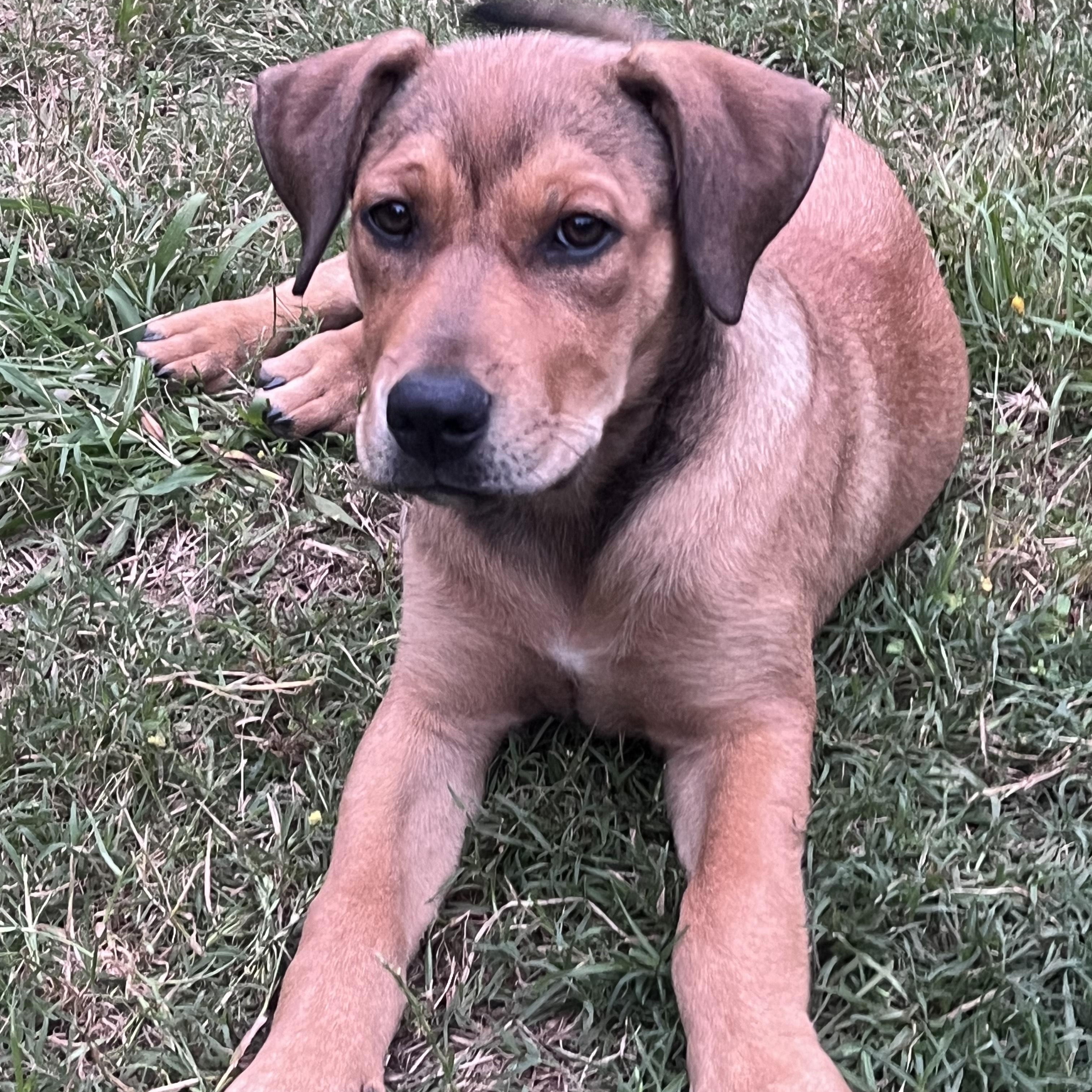 Missy, Adoptable, Puppy Female Mastiff.