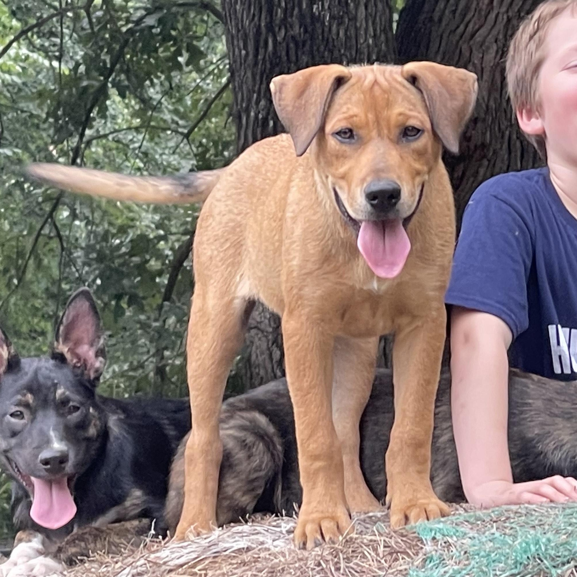 Missy, a Adoptable mixed breed in Pottsboro, TX image 3/3