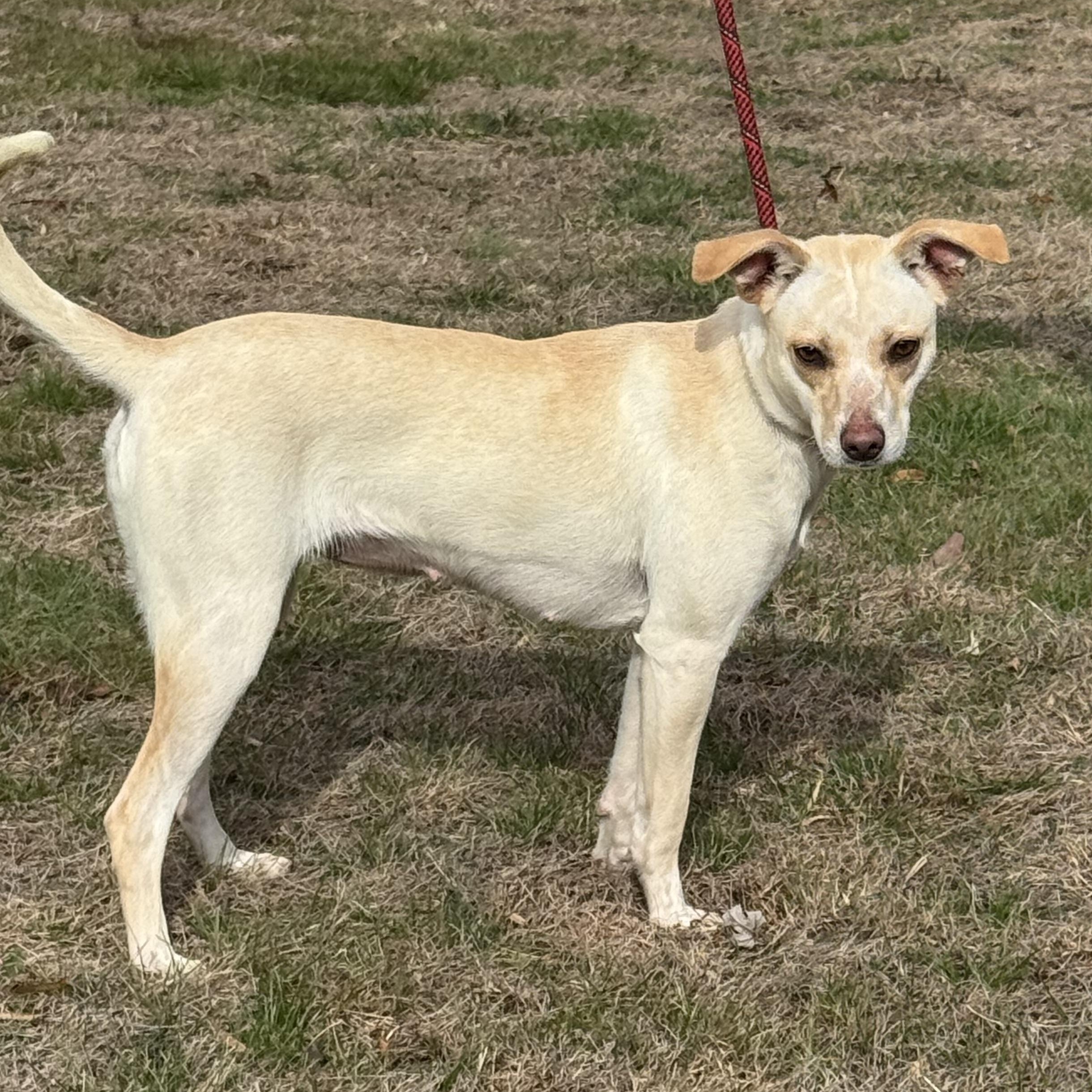 Enlarge Mama, a ADOPTABLE mixed breed in Maynardville, TN image 1/1