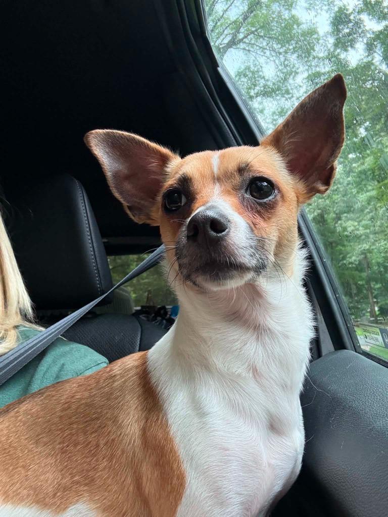 Gertie, a Adoptable mixed breed in Waxhaw, NC image 1/5