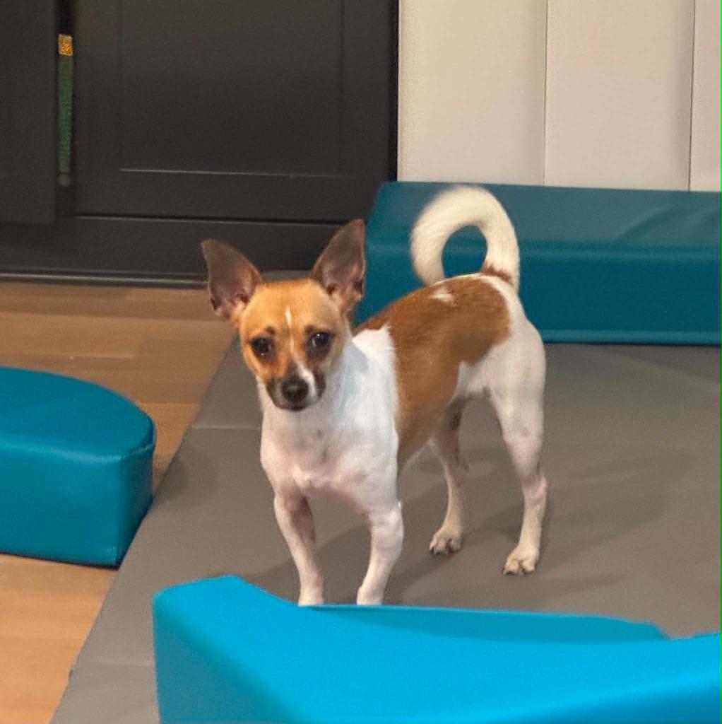 Gertie, a Adoptable mixed breed in Waxhaw, NC image 2/5