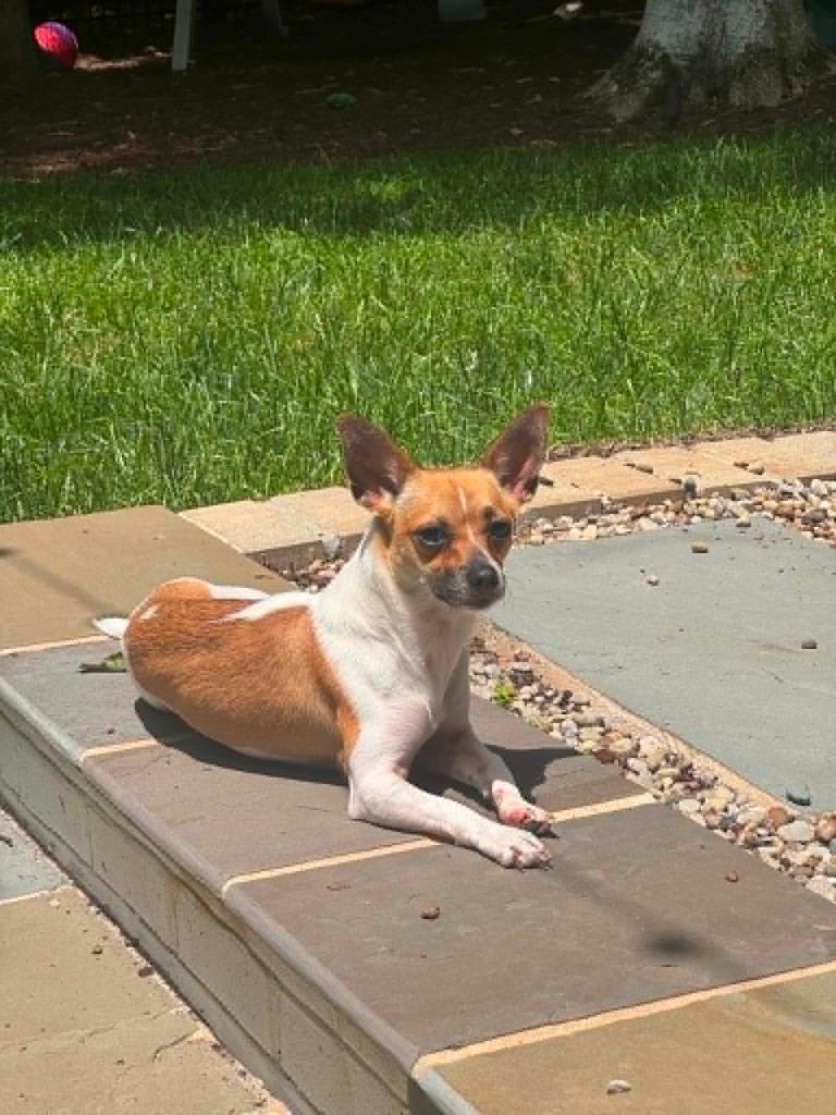 Gertie, a Adoptable mixed breed in Waxhaw, NC image 4/5