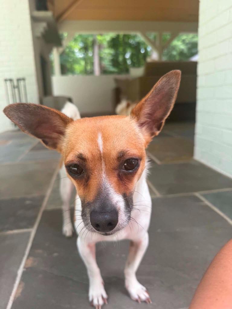 Gertie, a Adoptable mixed breed in Waxhaw, NC image 5/5