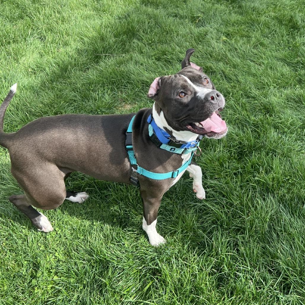 Sapphire, Adoptable, Adult Female Mixed Breed.