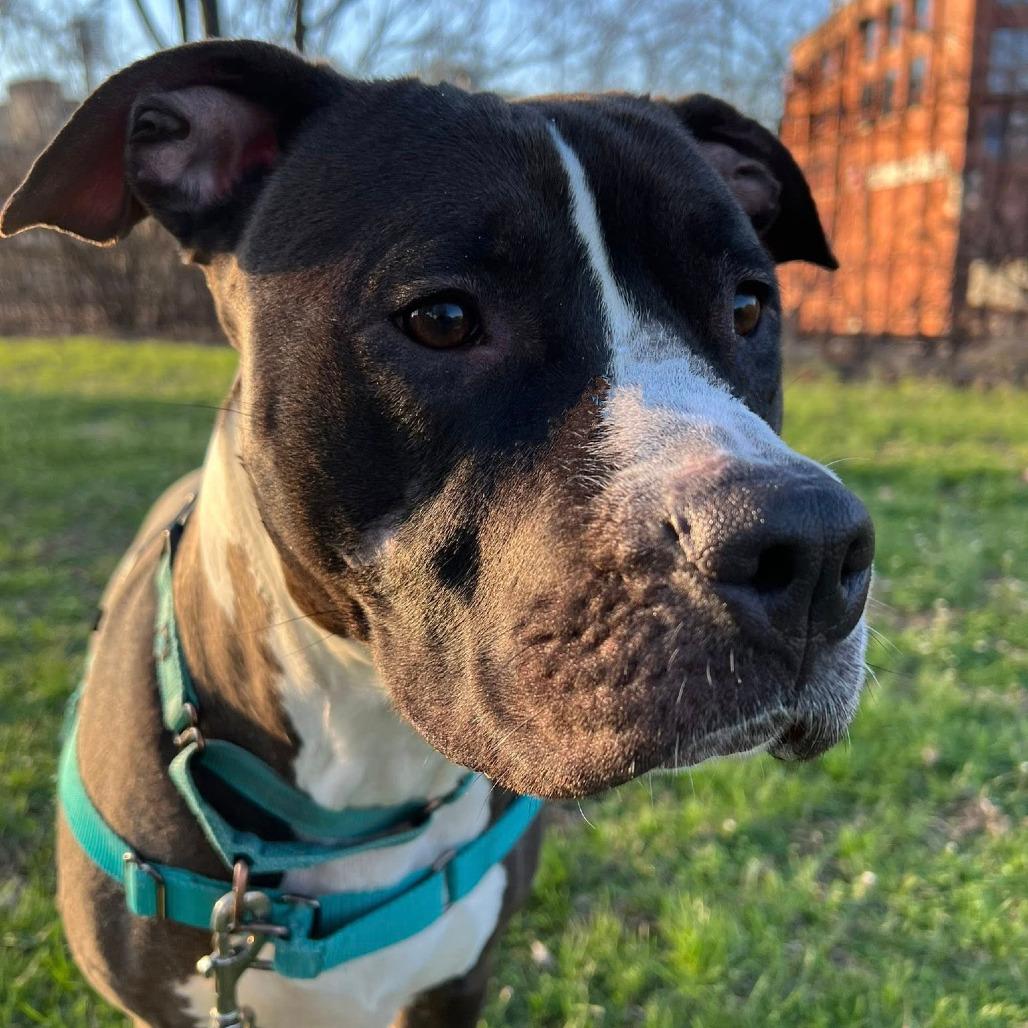 Enlarge Sapphire, a Adoptable Mixed Breed in Pittsburgh, PA image 3/6
