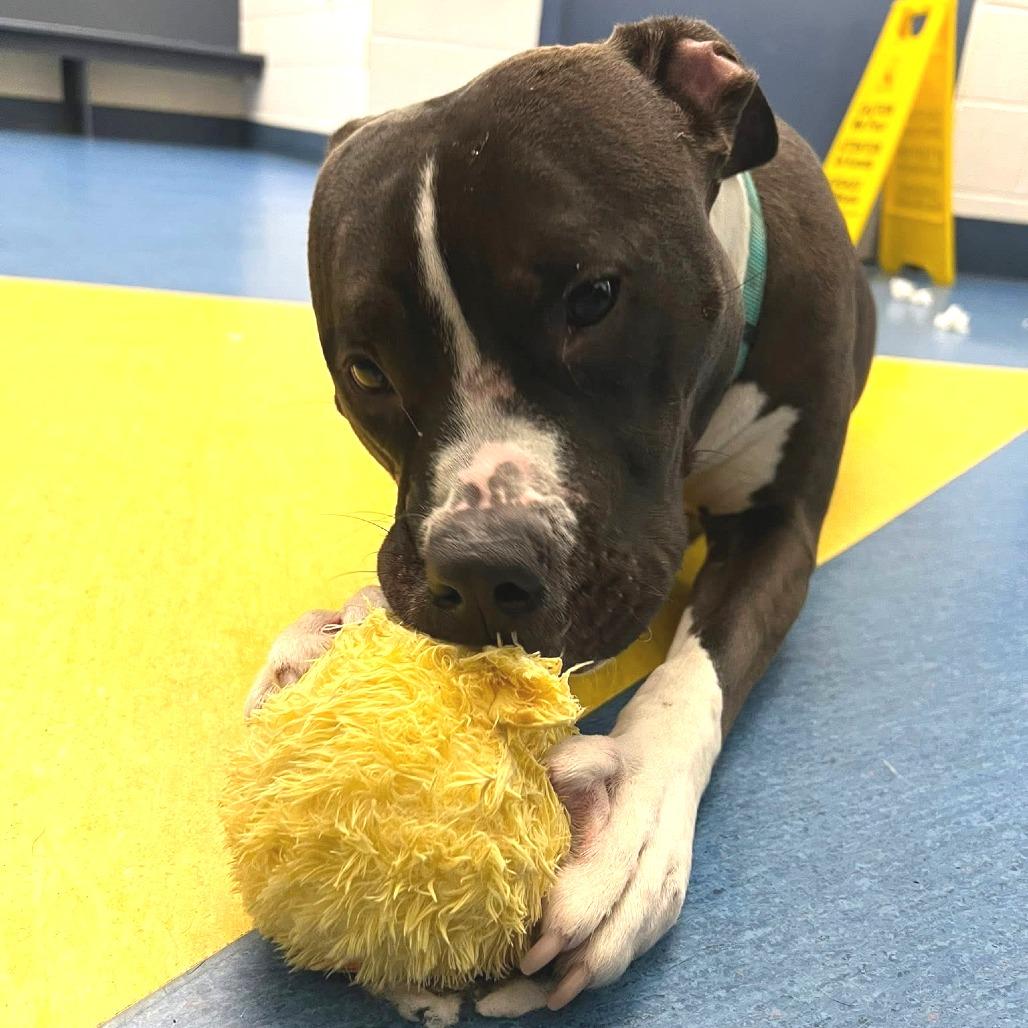 Enlarge Sapphire, a Adoptable Mixed Breed in Pittsburgh, PA image 4/6