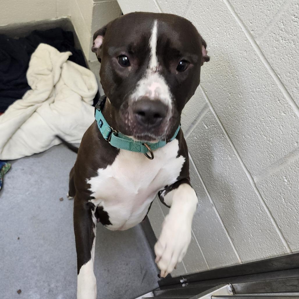 Enlarge Sapphire, a Adoptable Mixed Breed in Pittsburgh, PA image 5/6