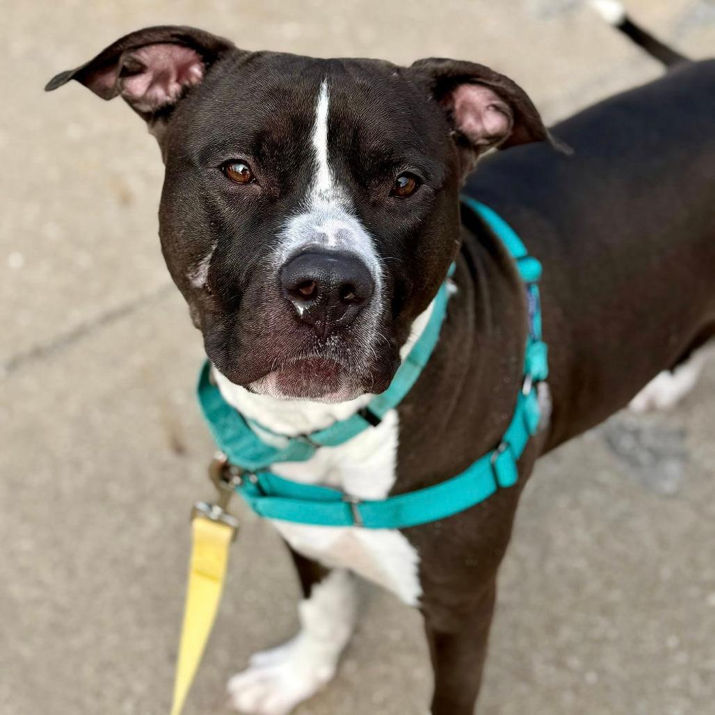 Enlarge Sapphire, a Adoptable Mixed Breed in Pittsburgh, PA image 6/6