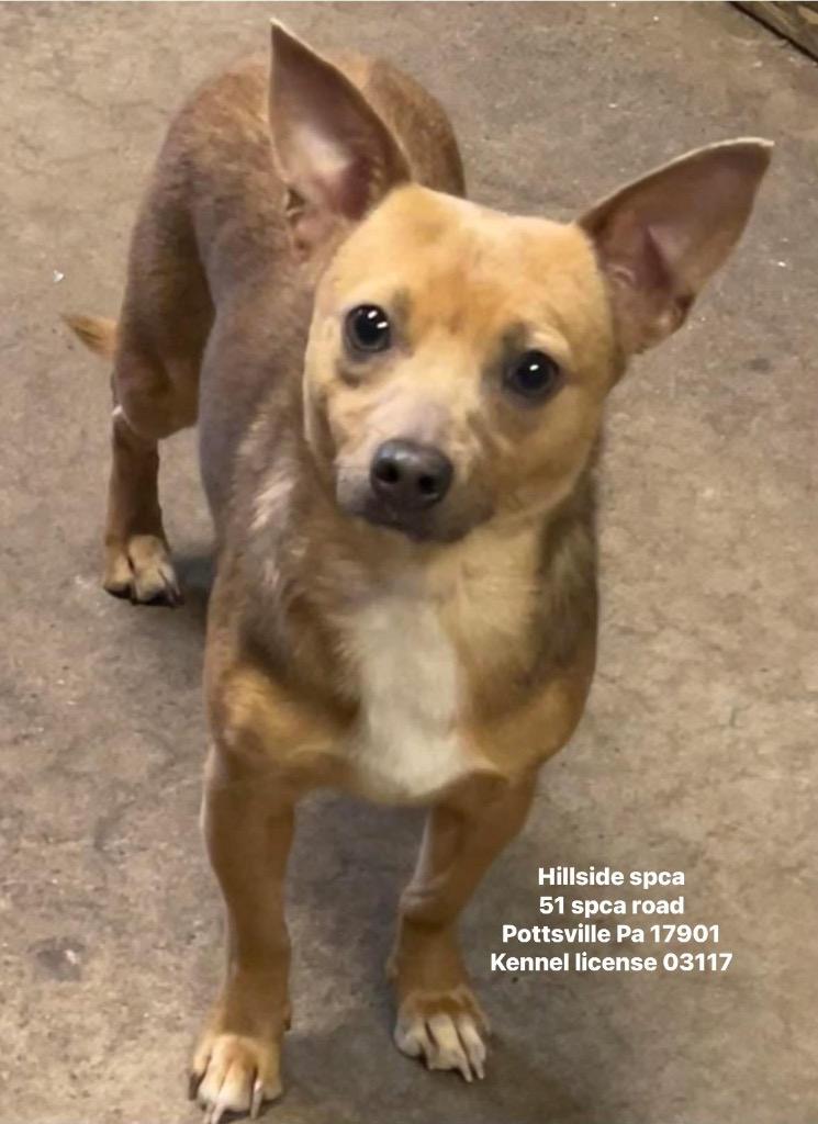 Bree, Adoptable, Young Female Chihuahua.