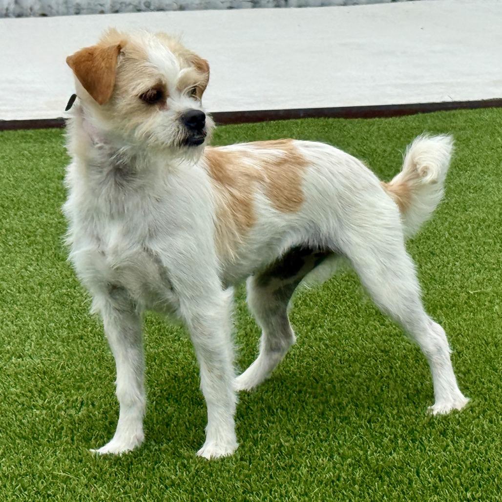 Enlarge Pooka, an adopted mixed breed in Austin, TX image 2/5