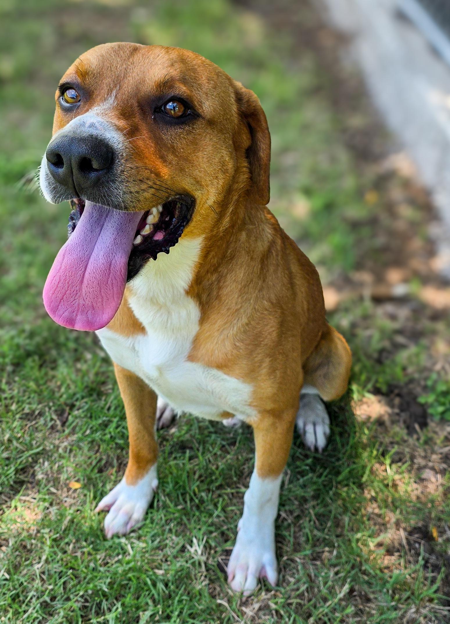 Enlarge Bradley, a Adoptable mixed breed in Boise, ID image 2/3