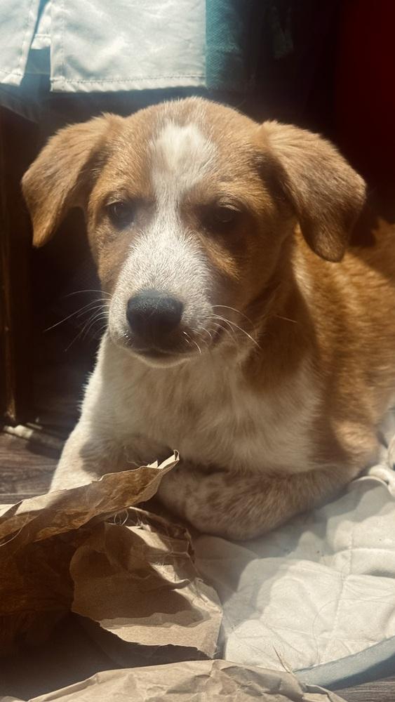 Rex, Adoptable, Puppy Male Australian Shepherd & Labrador Retriever.