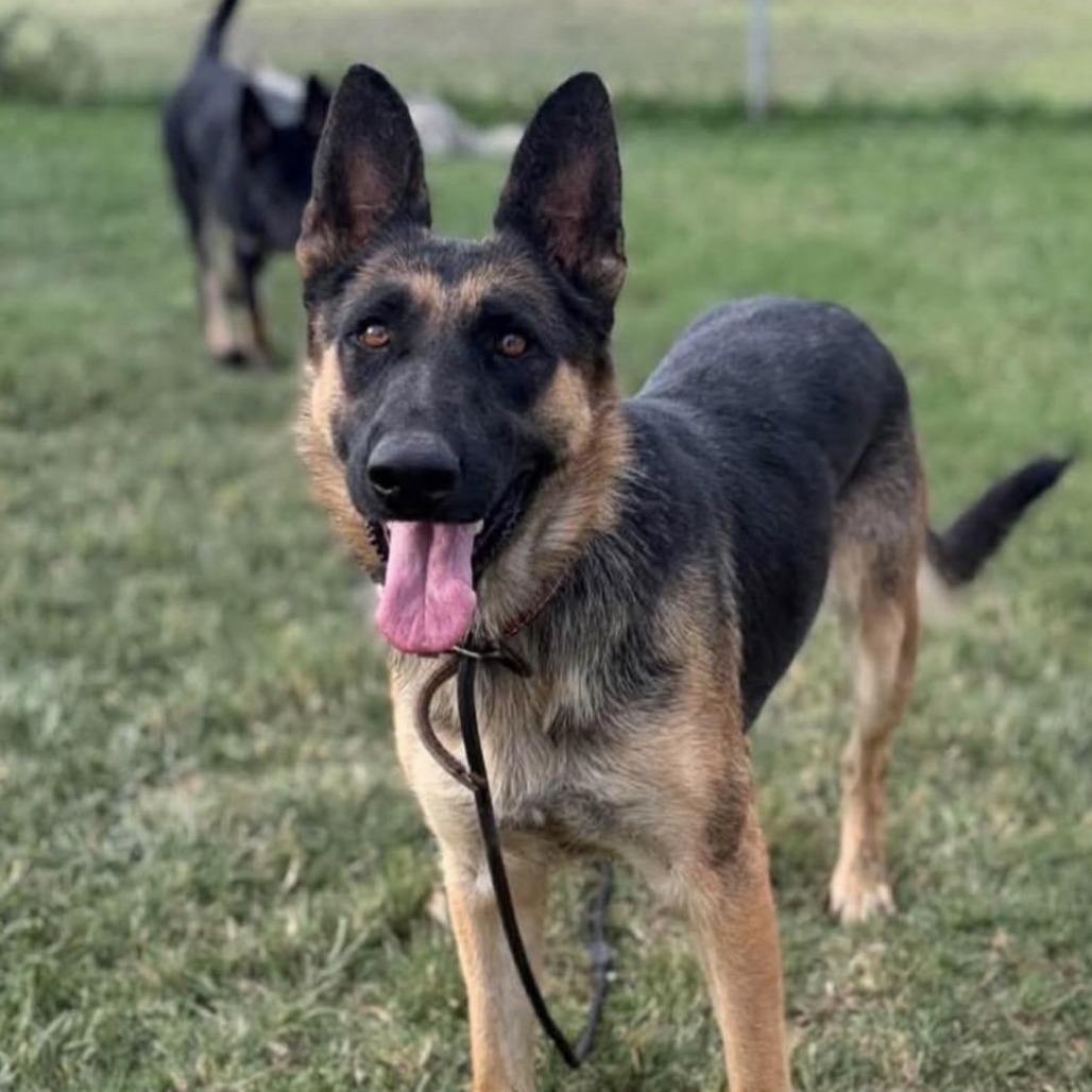 Enlarge Olive, a Adoptable German Shepherd Dog in Stagecoach, NV image 1/2