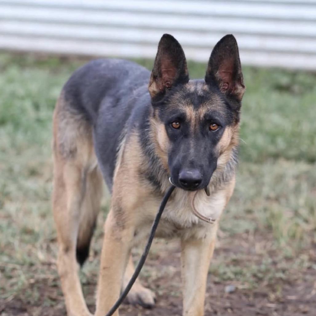Enlarge Olive, a Adoptable German Shepherd Dog in Stagecoach, NV image 2/2