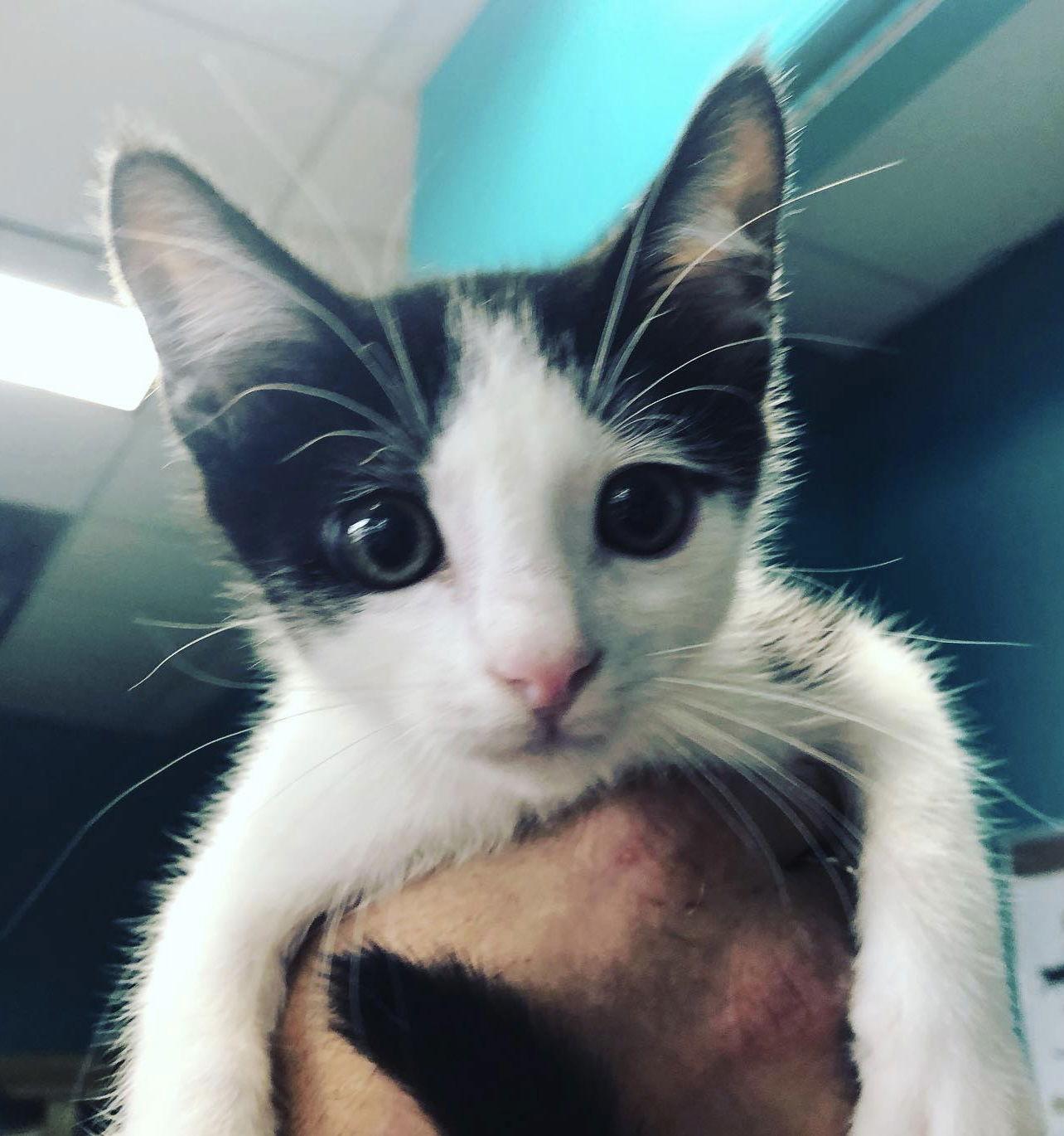 Ted, a Adoptable American Shorthair in Naples, FL image 2/6