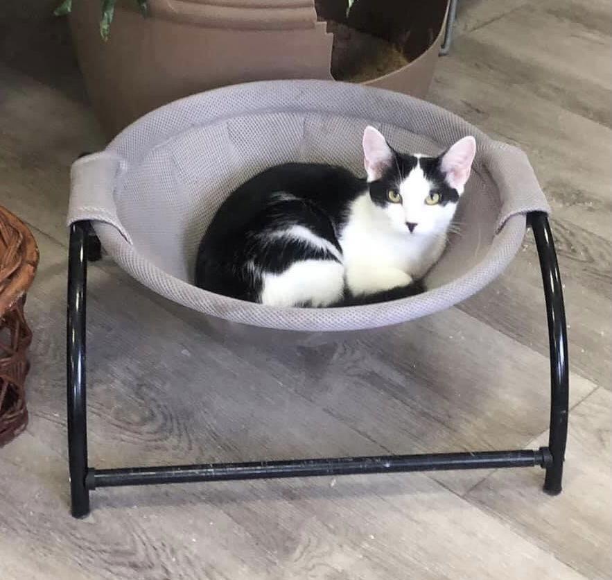 Ted, a Adoptable American Shorthair in Naples, FL image 3/6