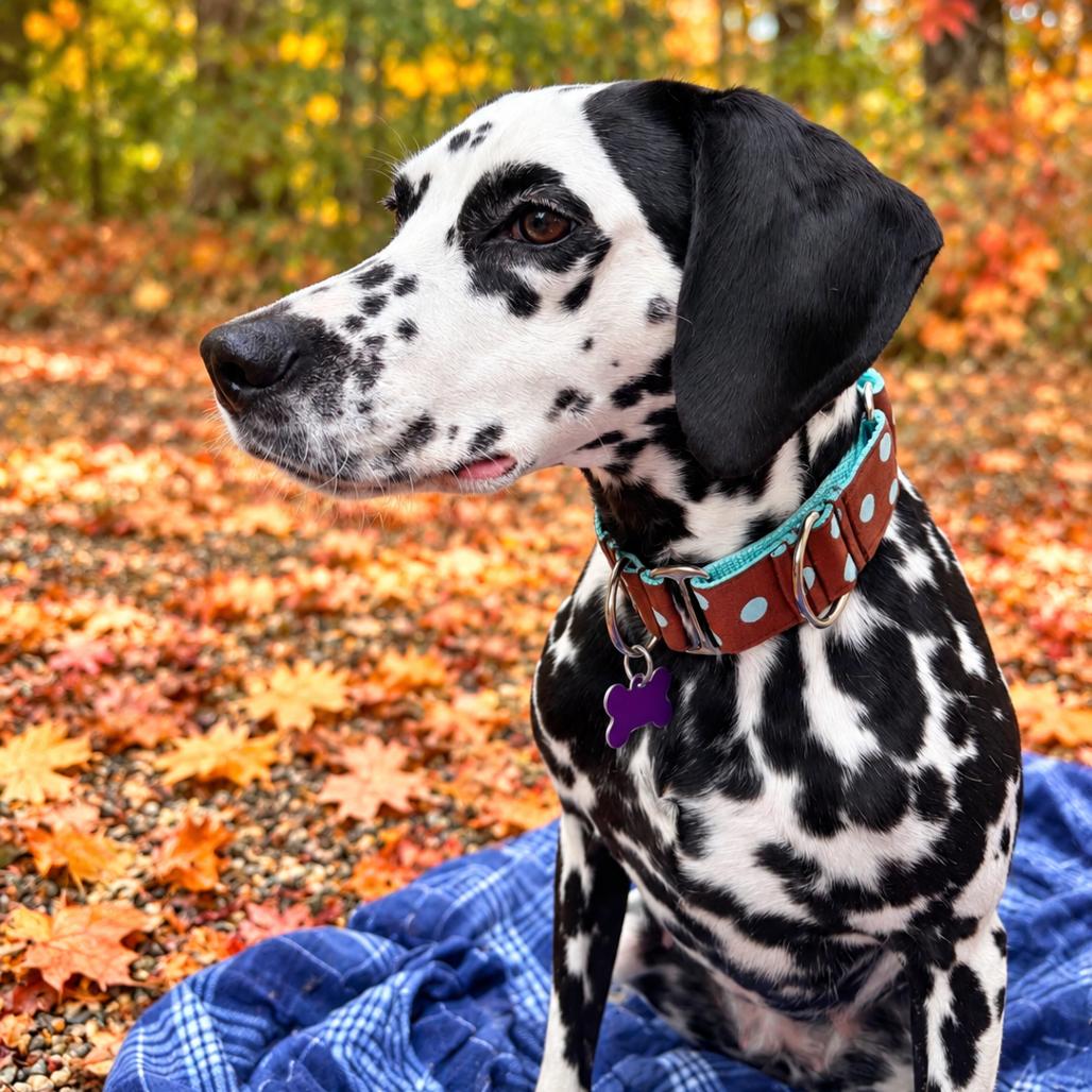 Enlarge Petunia, a Adoptable mixed breed in Hopkinton, MA image 1/4