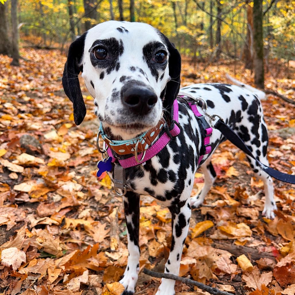 Enlarge Petunia, a Adoptable mixed breed in Hopkinton, MA image 2/4