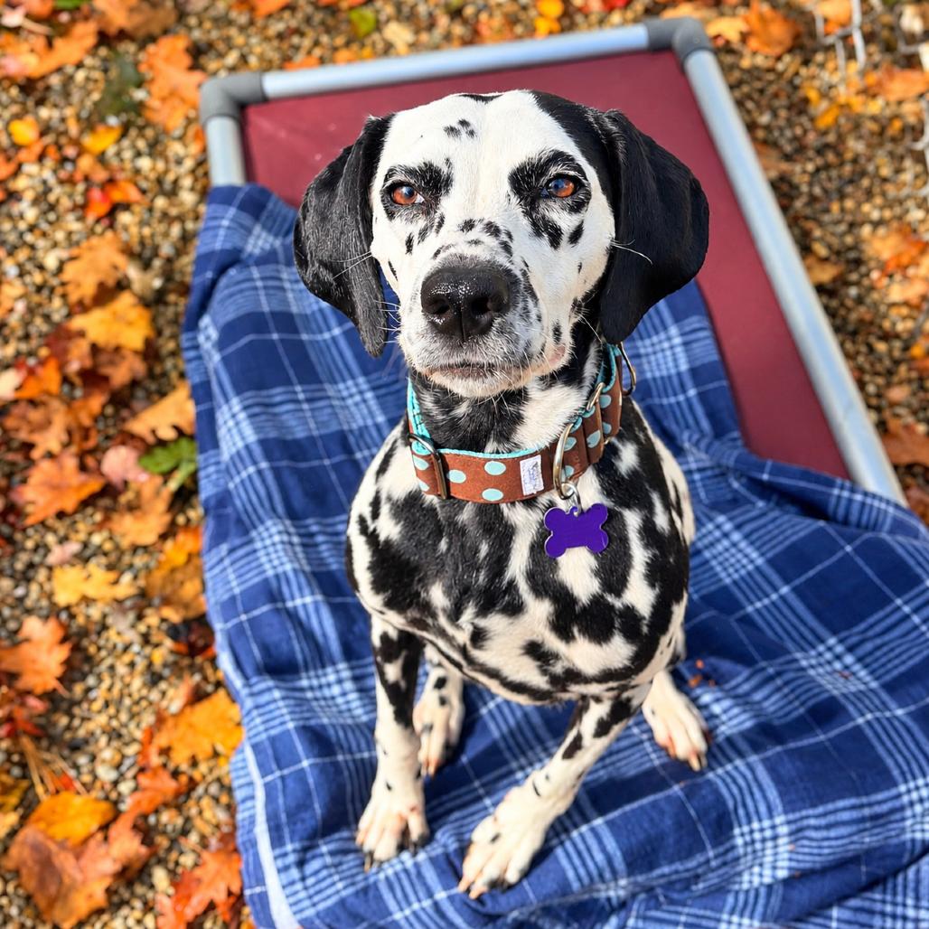 Enlarge Petunia, a Adoptable mixed breed in Hopkinton, MA image 3/4