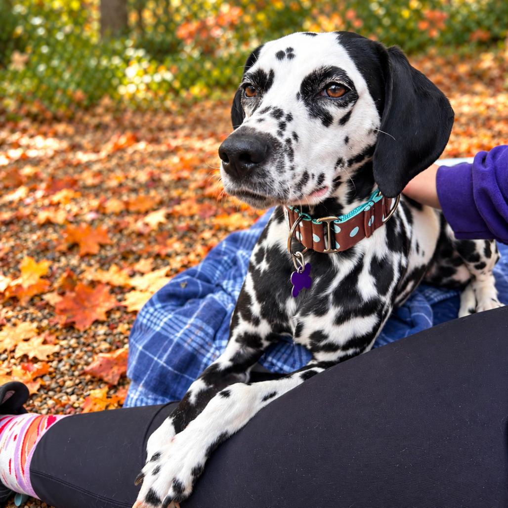 Enlarge Petunia, a Adoptable mixed breed in Hopkinton, MA image 4/4