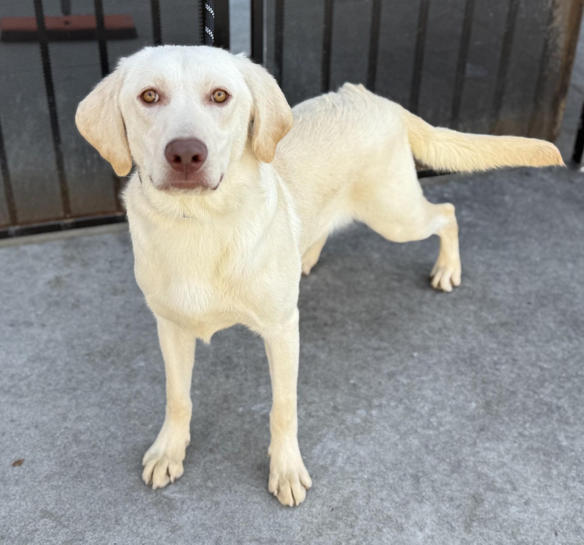 Nanuk, a Adoptable Labrador Retriever in Los Alamitos, CA image 4/6