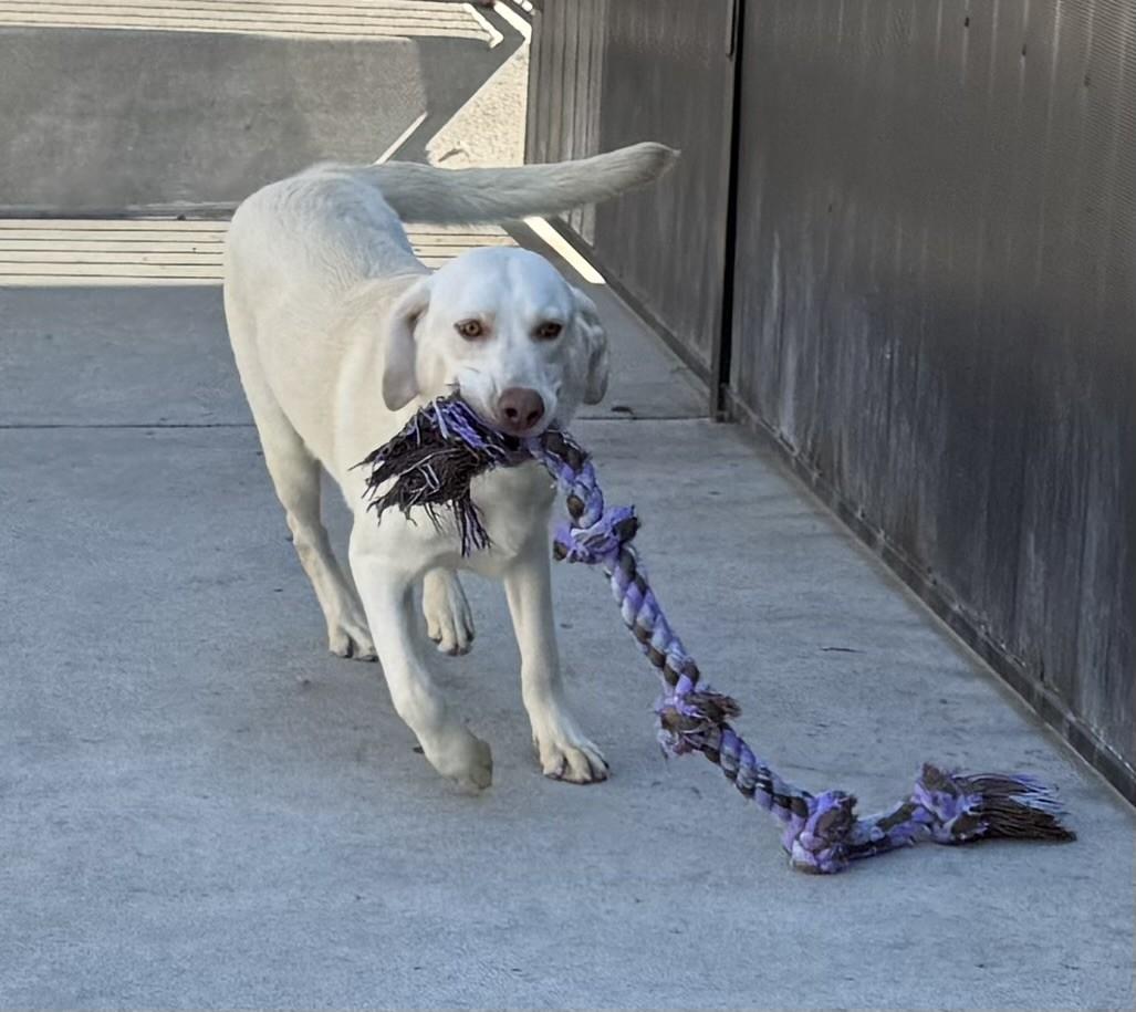 Nanuk, a Adoptable Labrador Retriever in Los Alamitos, CA image 6/6