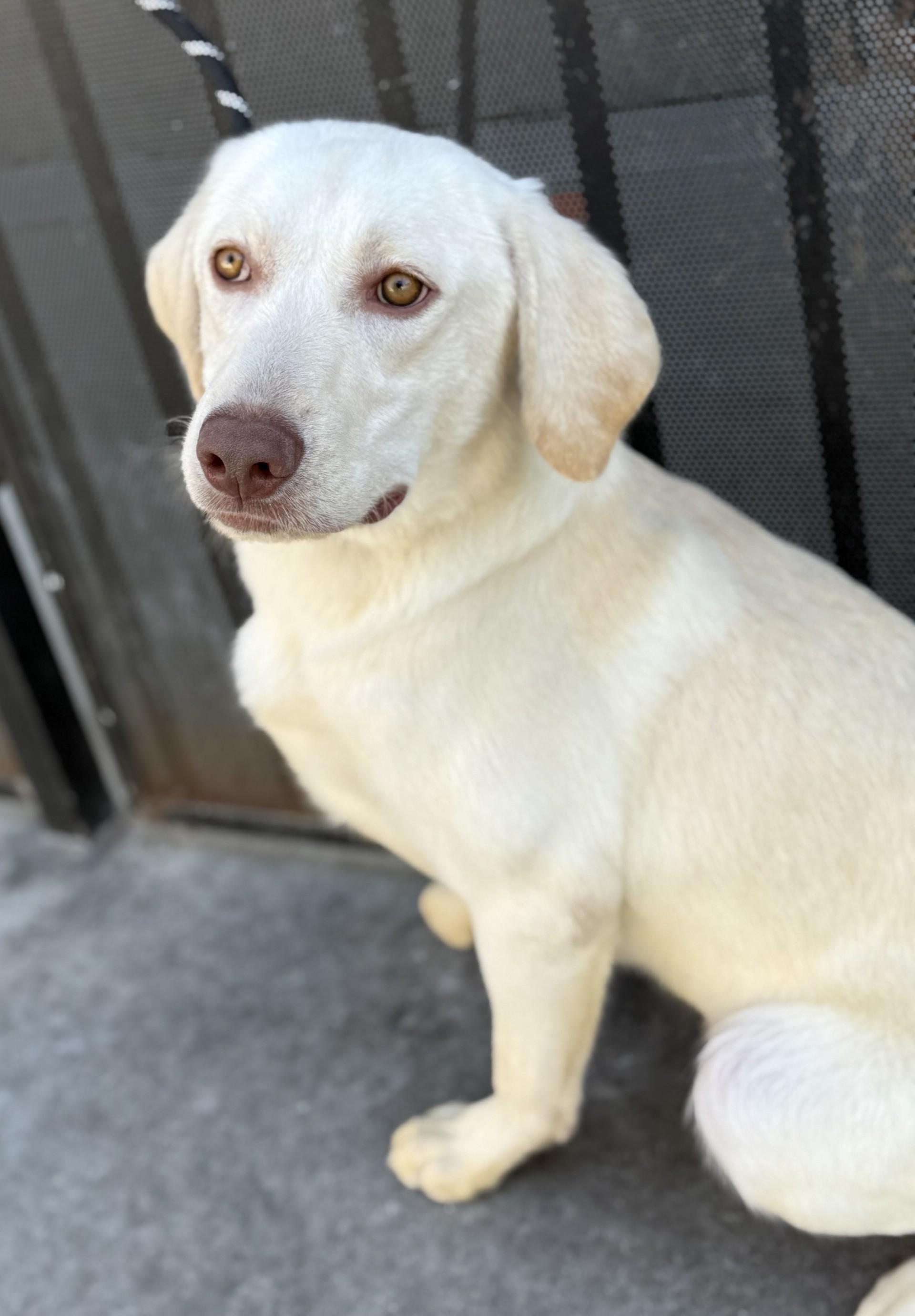 Nanuk, a Adoptable Labrador Retriever in Los Alamitos, CA image 3/6