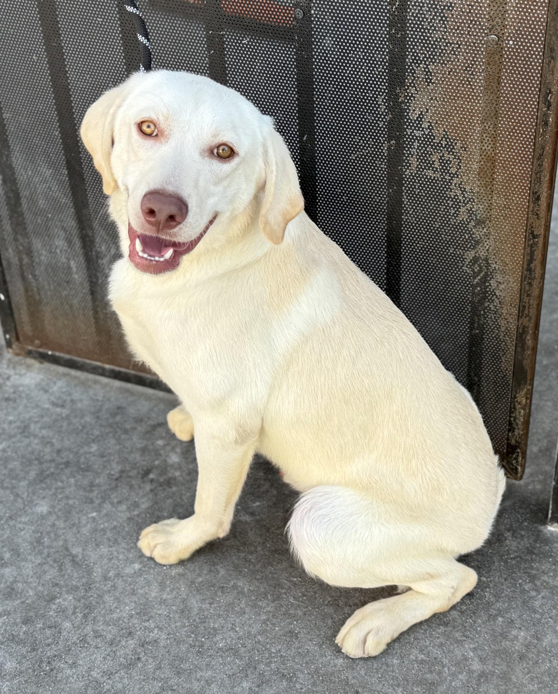 Nanuk, a Adoptable Labrador Retriever in Los Alamitos, CA image 2/6