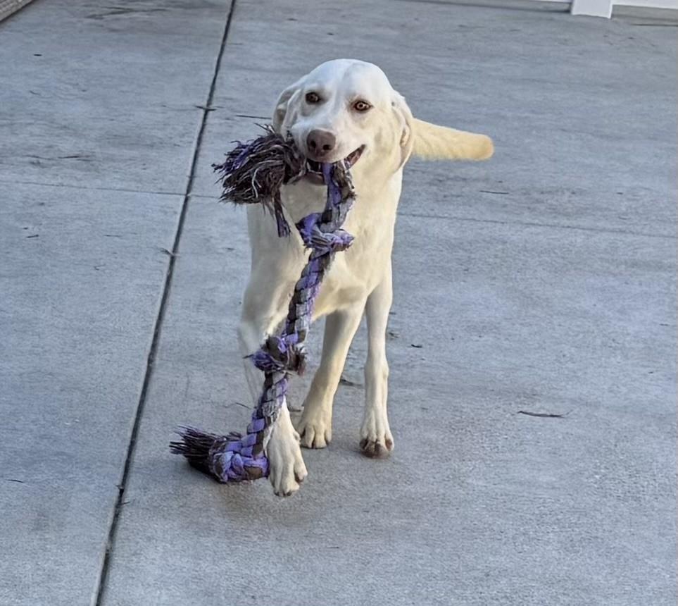 Nanuk, a Adoptable Labrador Retriever in Los Alamitos, CA image 5/6