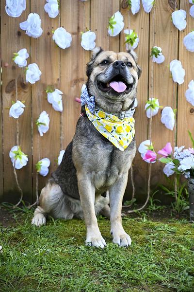 Allie Bullmastiff Dog