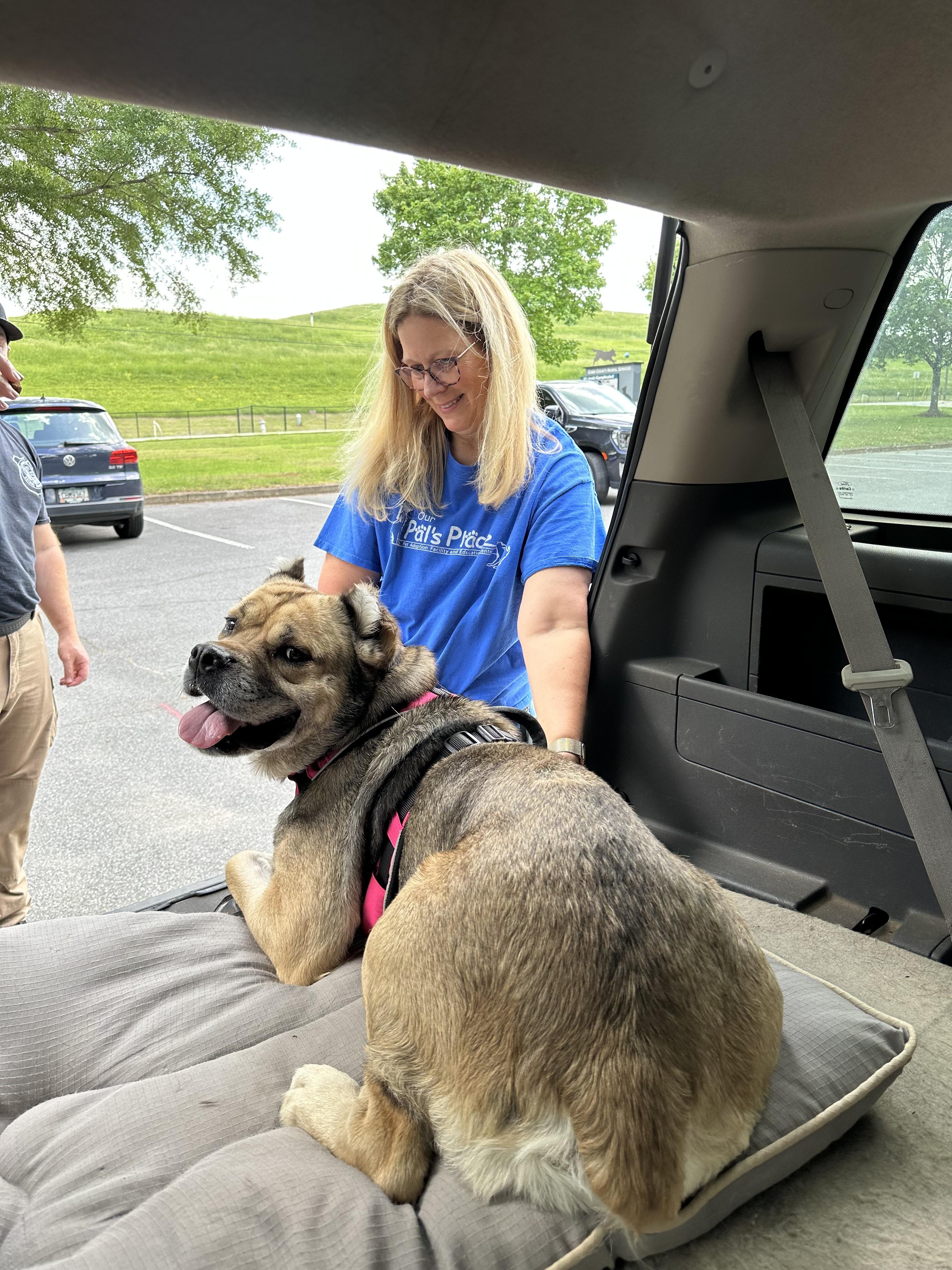 Enlarge Allie, a Adoptable mixed breed in Marietta, GA image 4/4