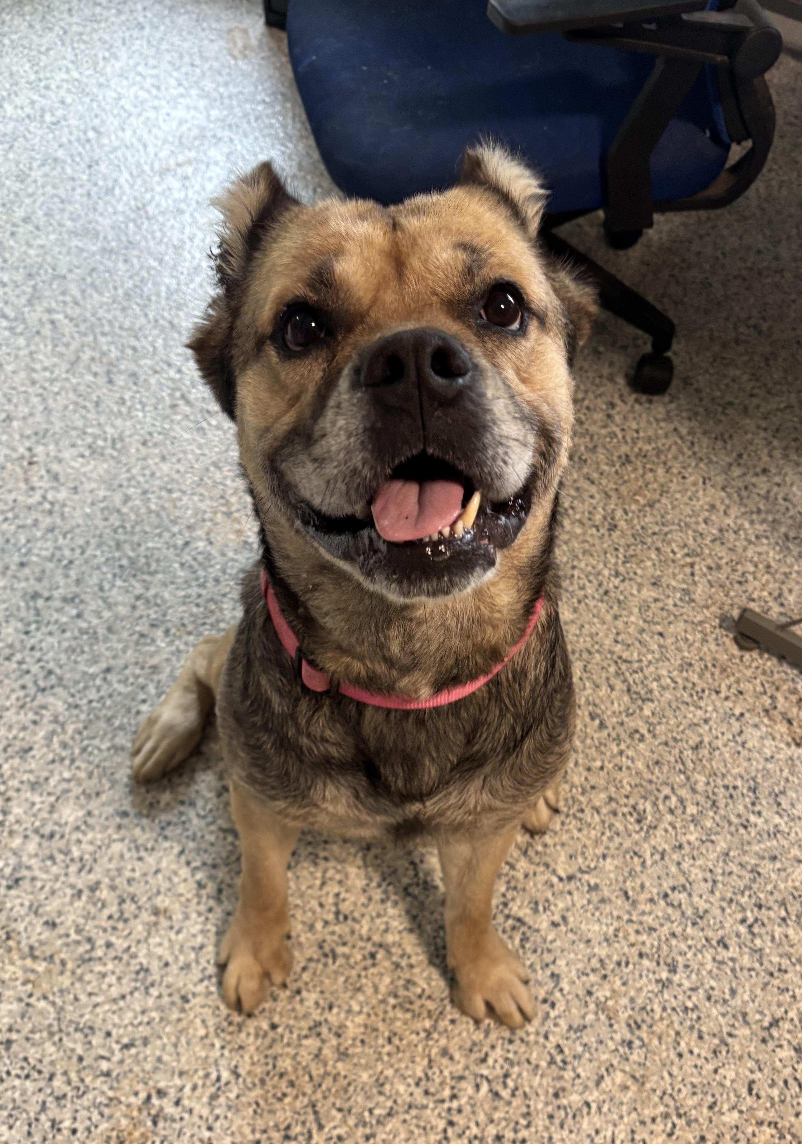 Enlarge Allie, a Adoptable mixed breed in Marietta, GA image 3/4