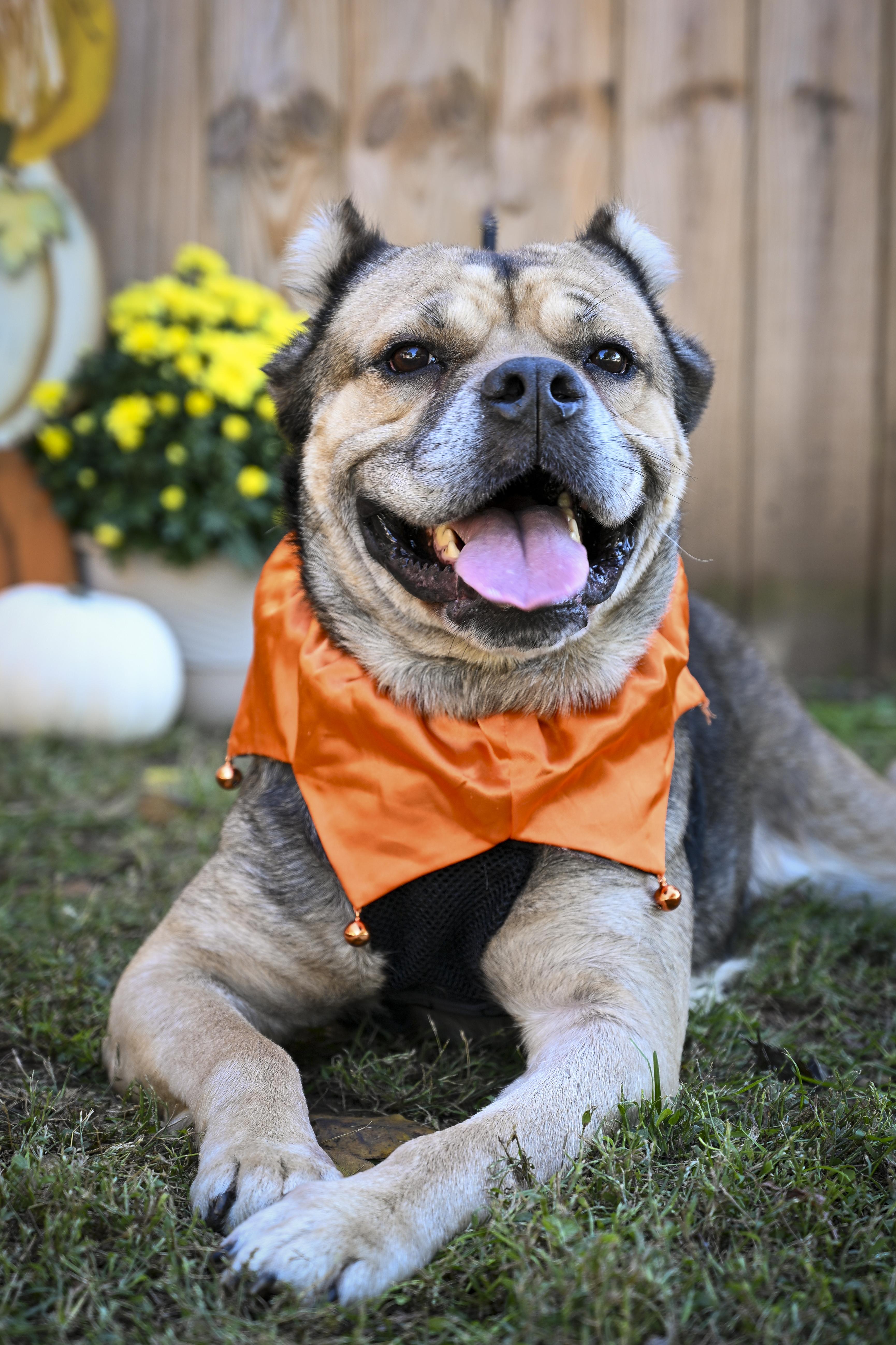 Enlarge Allie, a Adoptable mixed breed in Marietta, GA image 1/4