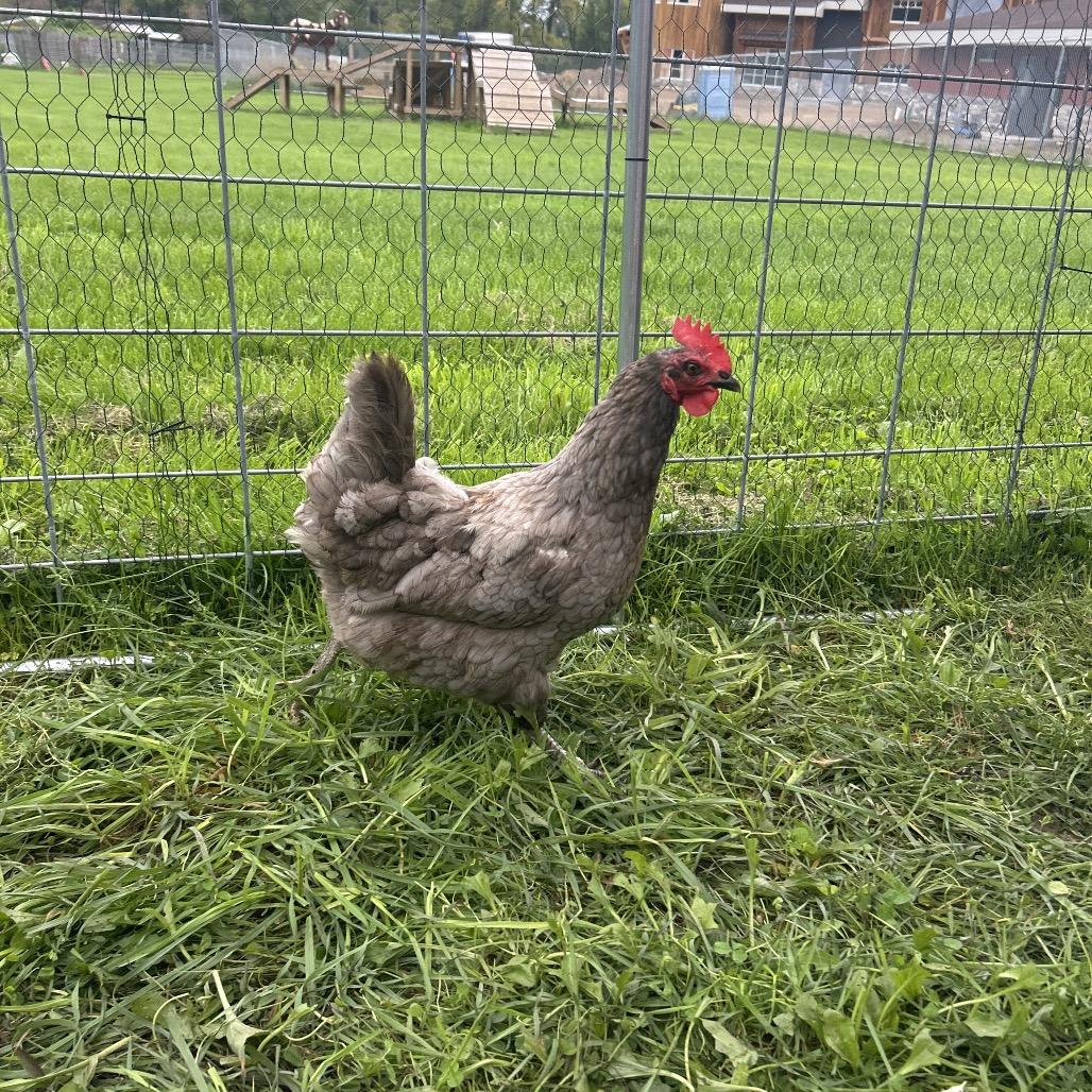 Kate, Adoptable, Adult Female Chicken.