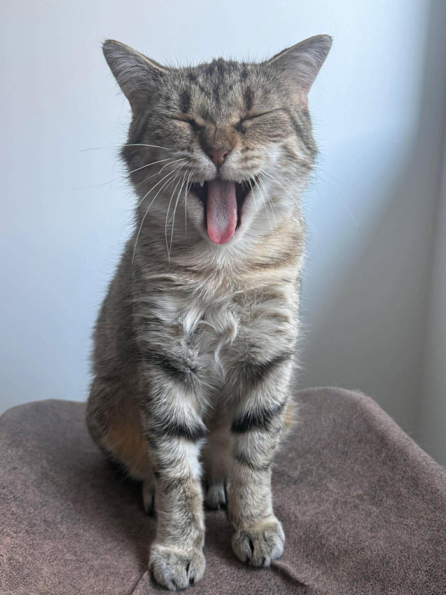 Enlarge Diane, a ADOPTABLE Domestic Short Hair in Terrebonne, QC image 5/5