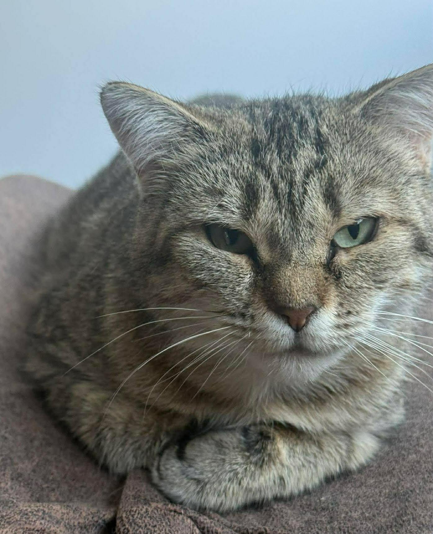 Enlarge Diane, a ADOPTABLE Domestic Short Hair in Terrebonne, QC image 2/5