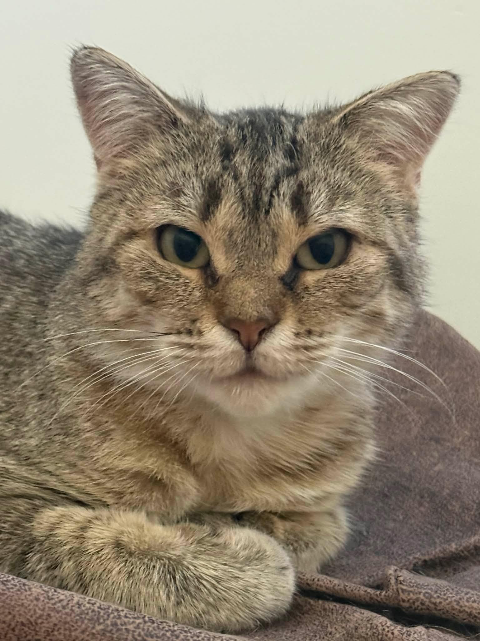 Enlarge Diane, a ADOPTABLE Domestic Short Hair in Terrebonne, QC image 3/5