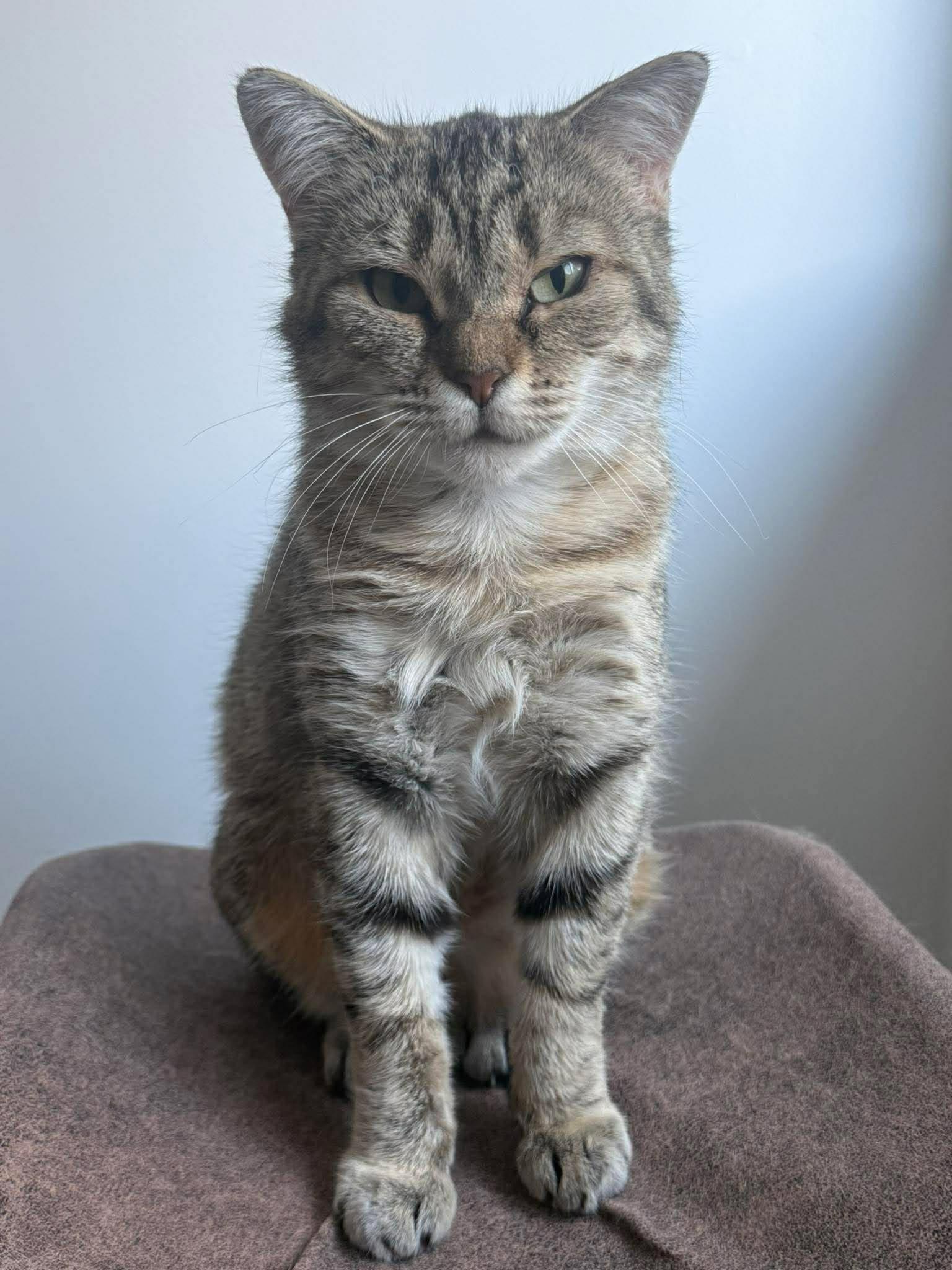 Enlarge Diane, a ADOPTABLE Domestic Short Hair in Terrebonne, QC image 1/5