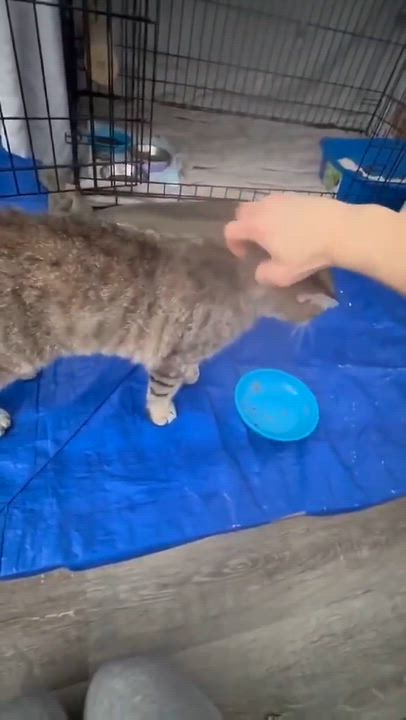 Enlarge Diane, a ADOPTABLE Domestic Short Hair in Terrebonne, QC video 4/5