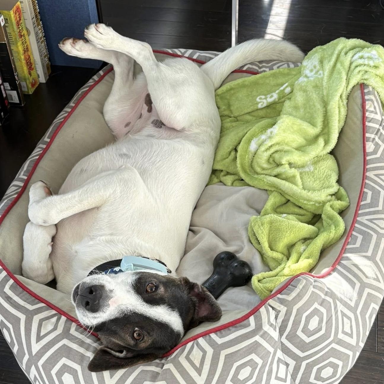 Zoe, ADOPTABLE, Young Female Mixed Breed & Pointer.