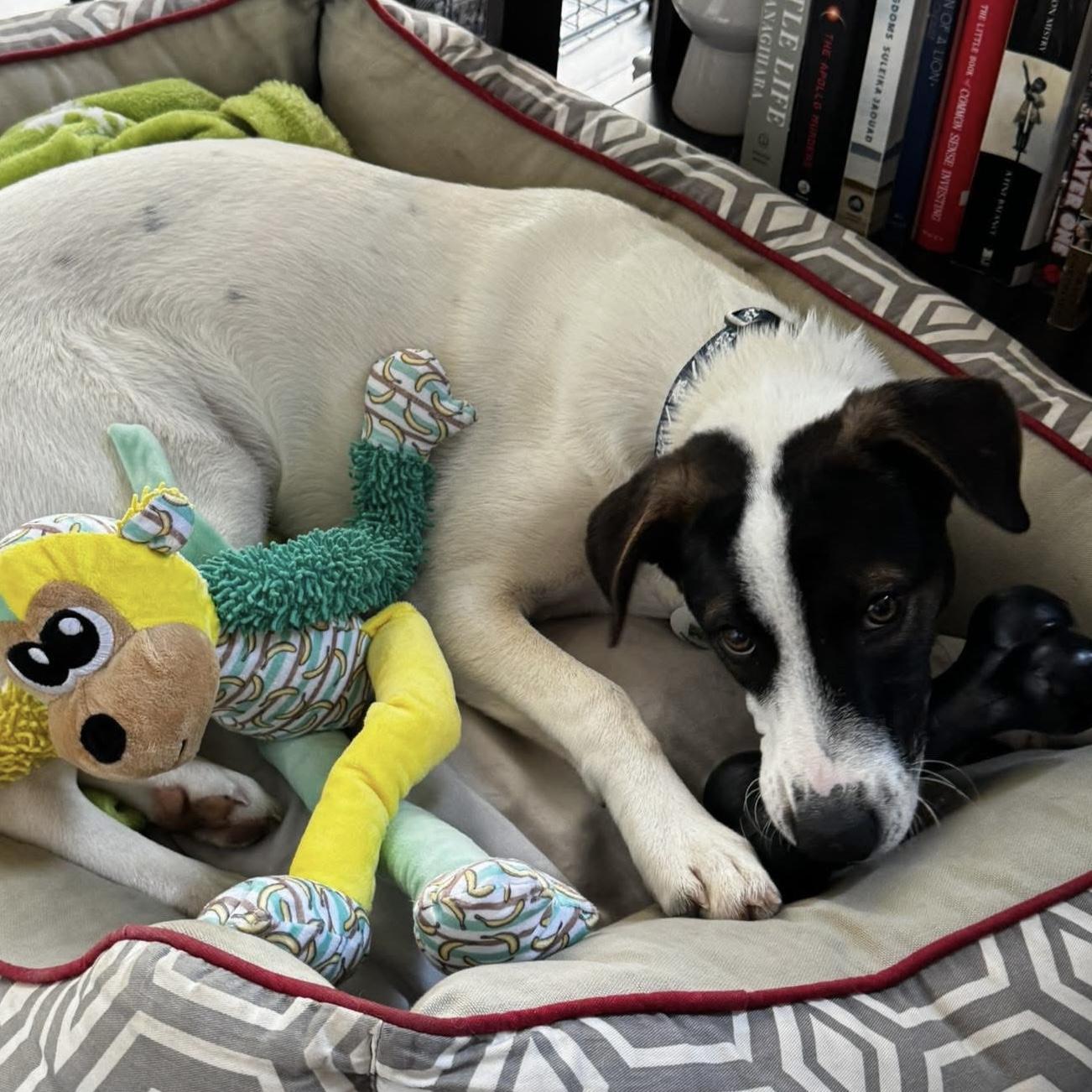 Zoe, a ADOPTABLE mixed breed in Windsor, ON image 3/6