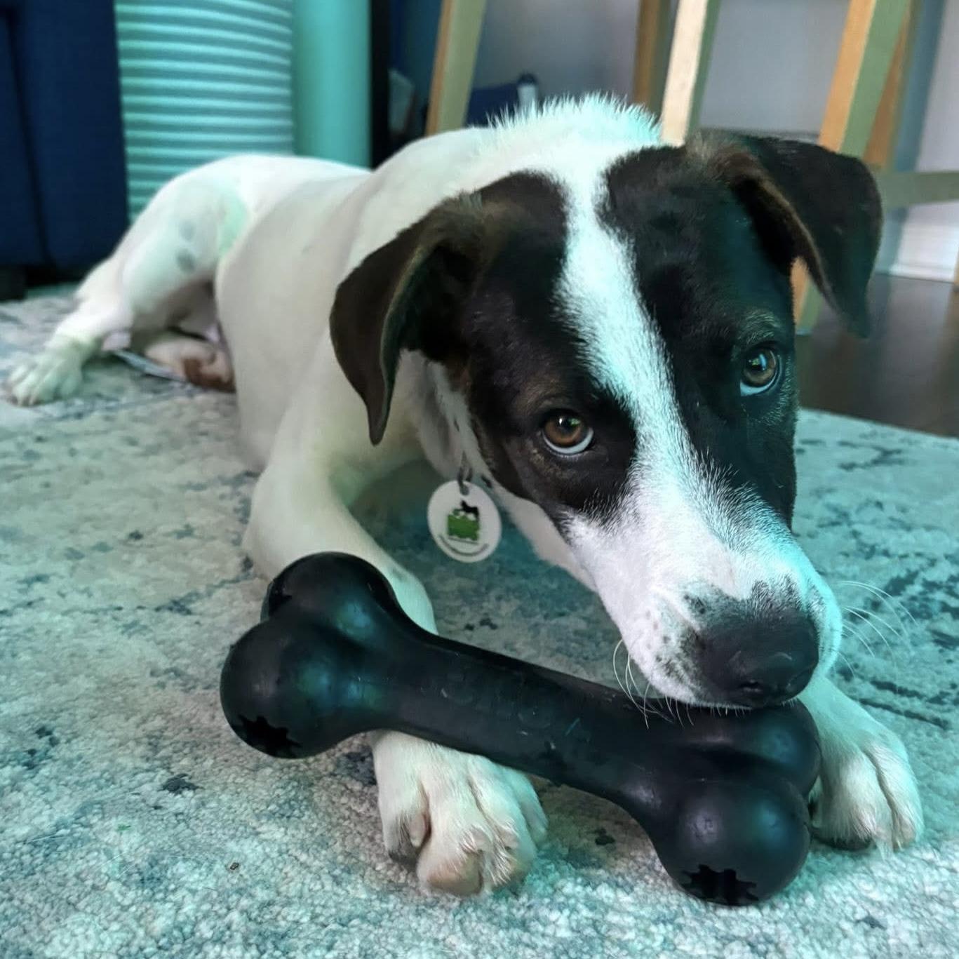 Zoe, a ADOPTABLE mixed breed in Windsor, ON image 4/6