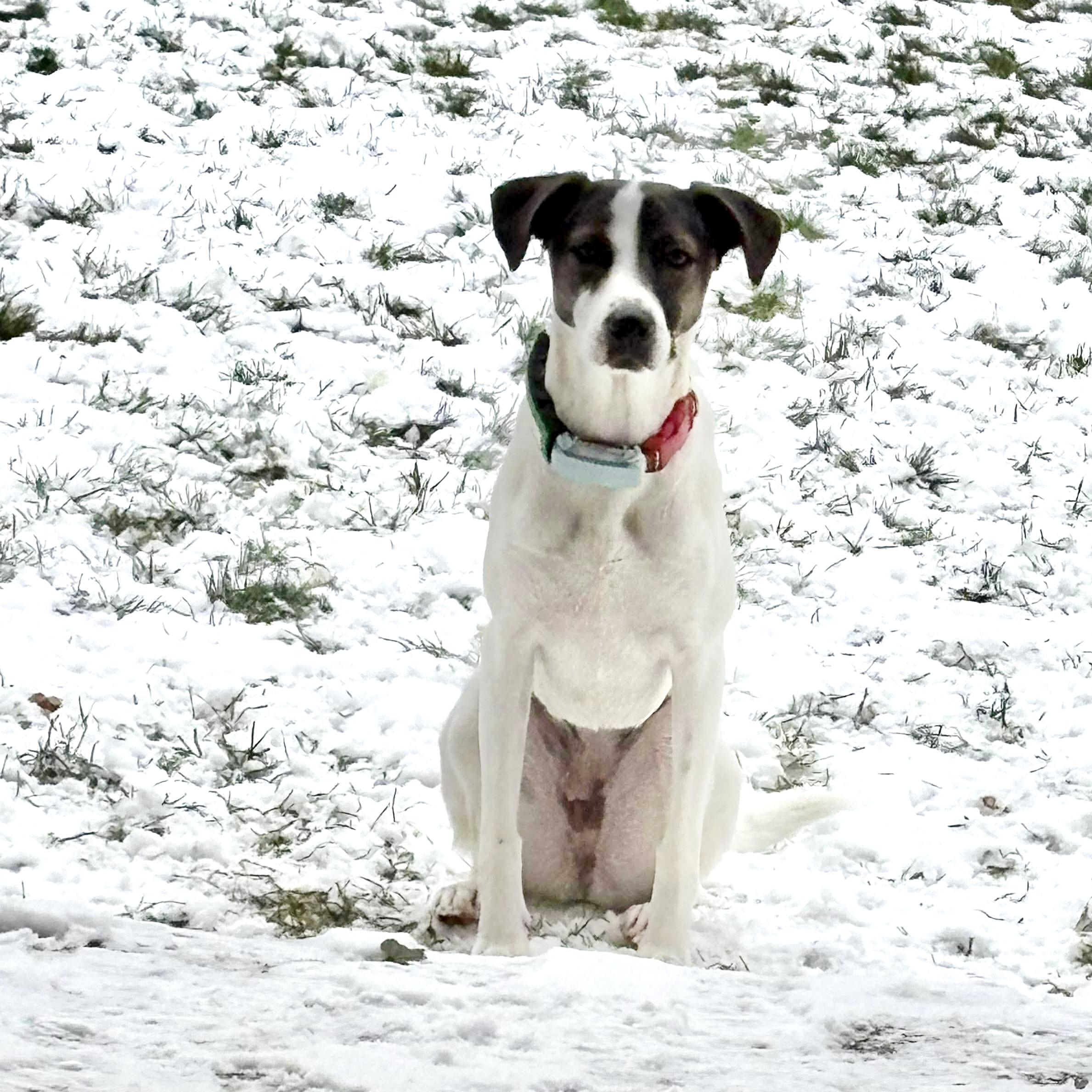 Zoe, a ADOPTABLE mixed breed in Windsor, ON image 5/6