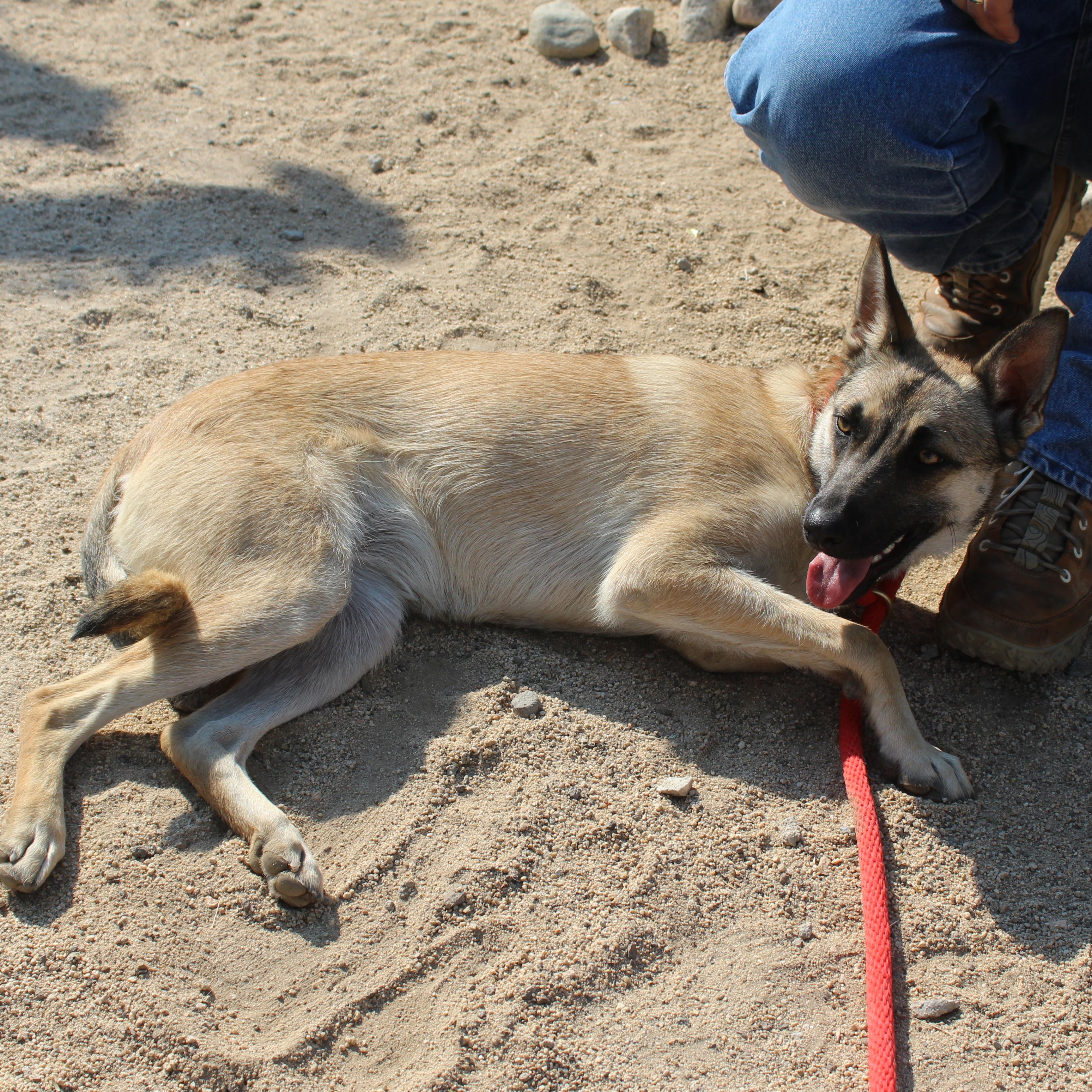 Enlarge Beth, a Adoptable German Shepherd Dog in Yucca Valley, CA image 2/2