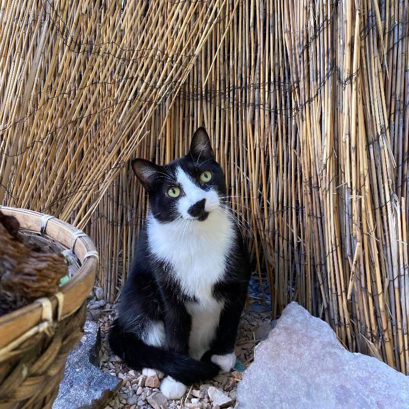 Taco Cat, a Adoptable Domestic Short Hair in St. George, UT image 1/12