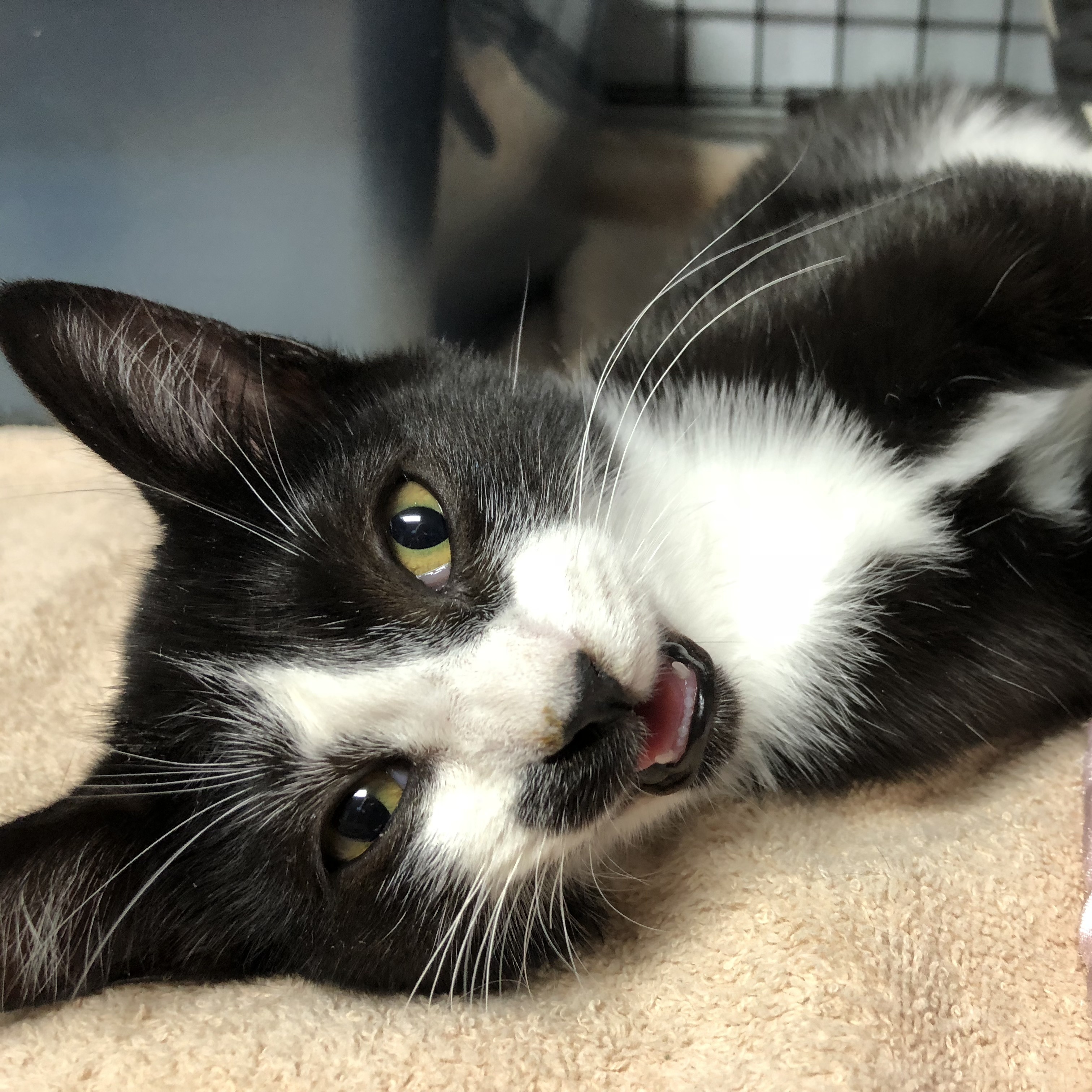 Taco Cat, a Adoptable Domestic Short Hair in St. George, UT image 2/12