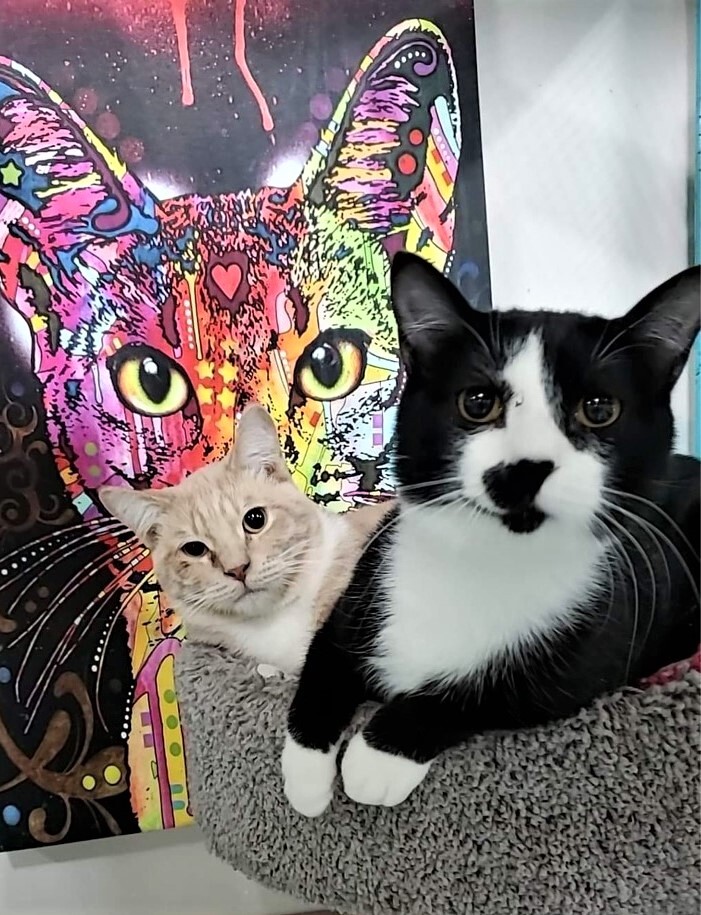 Taco Cat, a Adoptable Domestic Short Hair in St. George, UT image 3/12